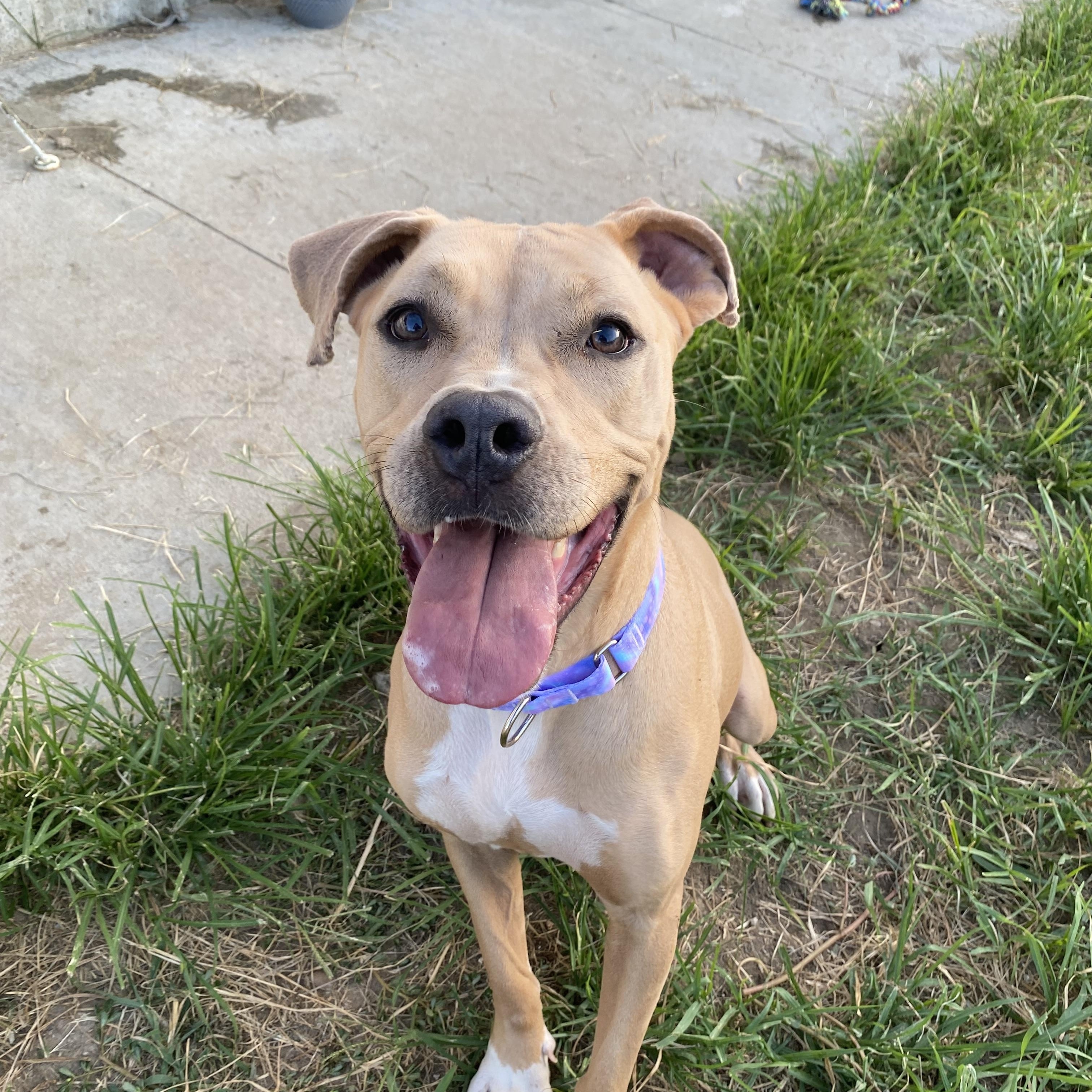 Enlarge Ginger, a Adopted mixed breed in Atchison, KS image 1/5