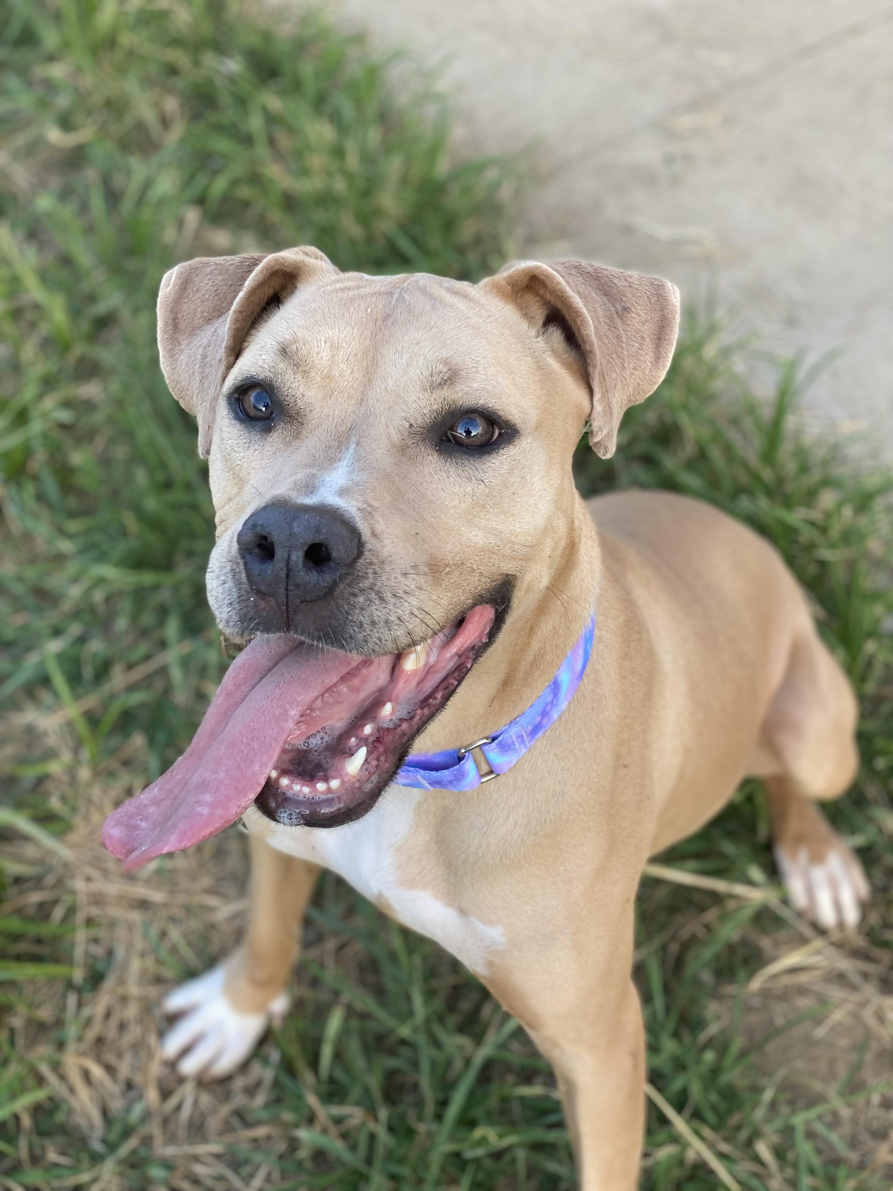 Enlarge Ginger, a Adopted mixed breed in Atchison, KS image 5/5