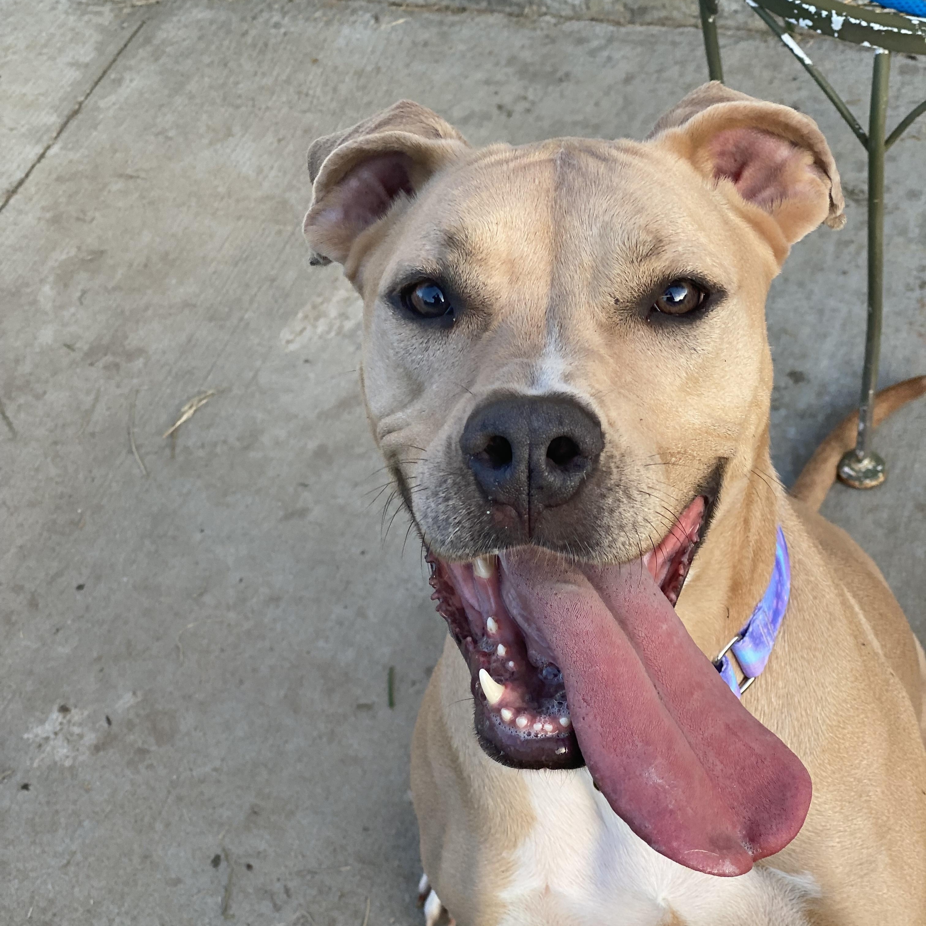 Enlarge Ginger, a Adopted mixed breed in Atchison, KS image 4/5