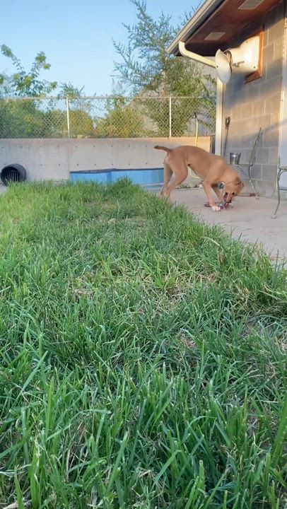 Enlarge Ginger, a Adopted mixed breed in Atchison, KS video 3/5