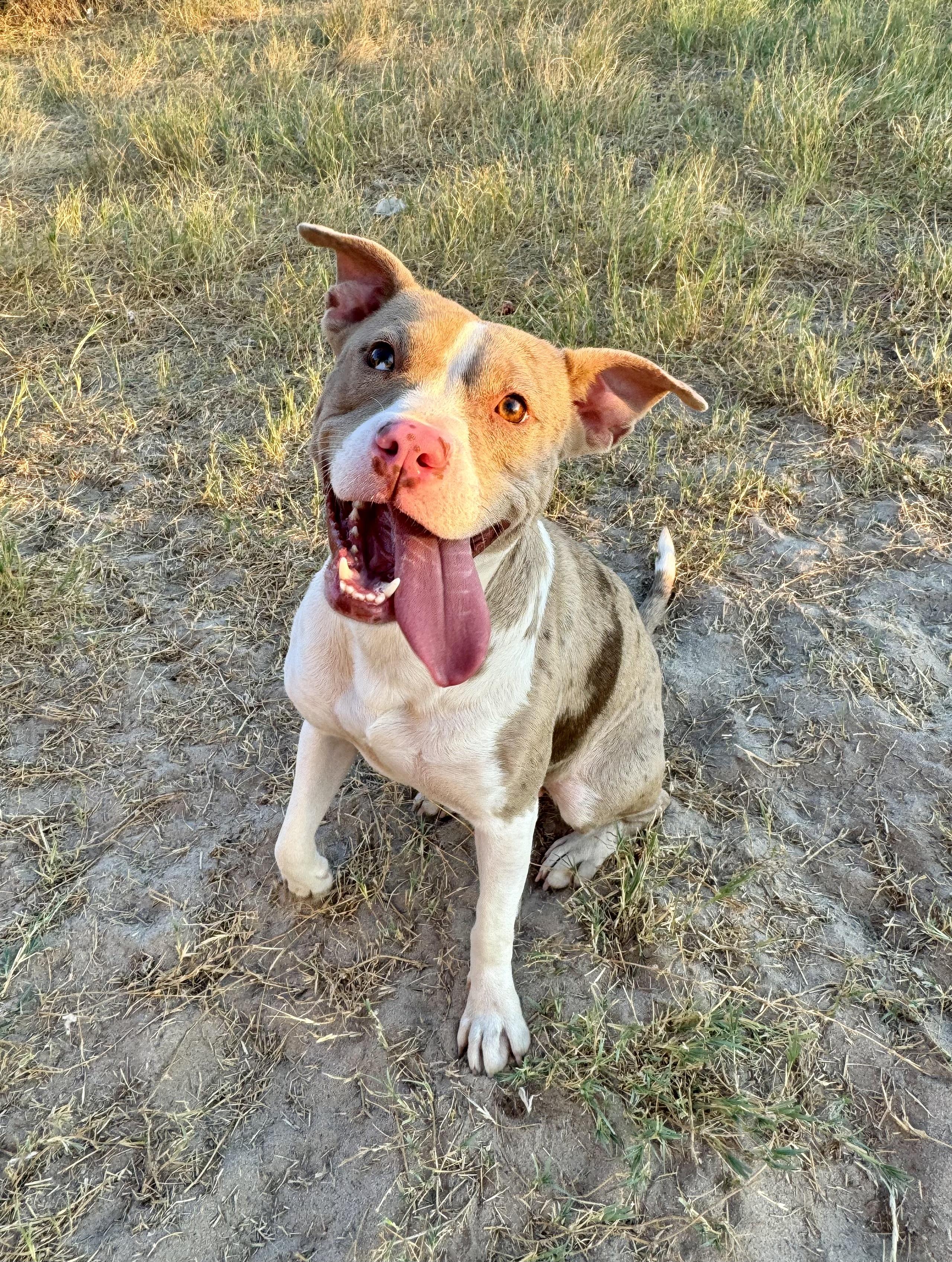 Enlarge Bikini, a Adoptable mixed breed in Cincinnati, OH image 3/4
