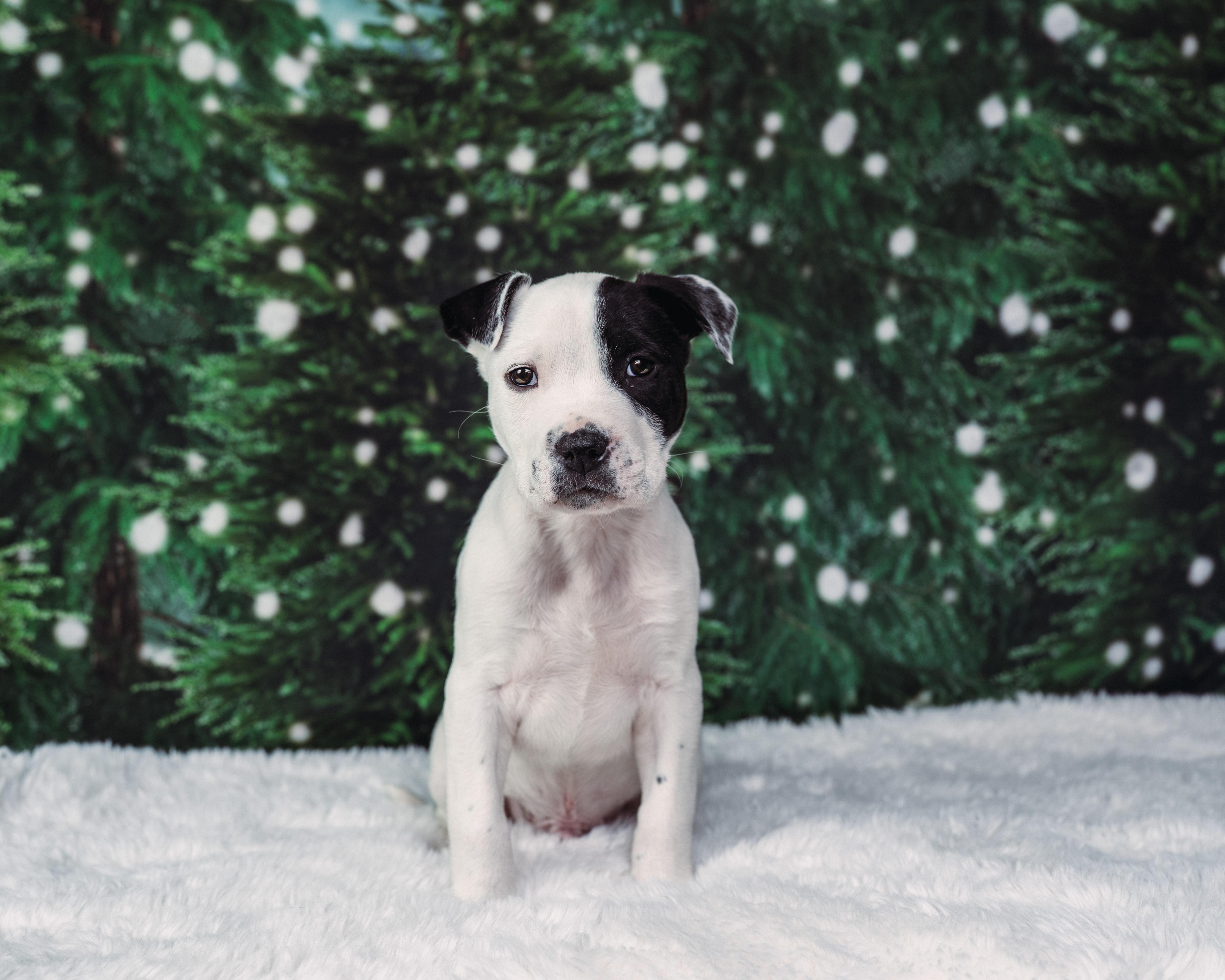 Enlarge Patch , an adoption pending mixed breed in Avon, CT image 4/5