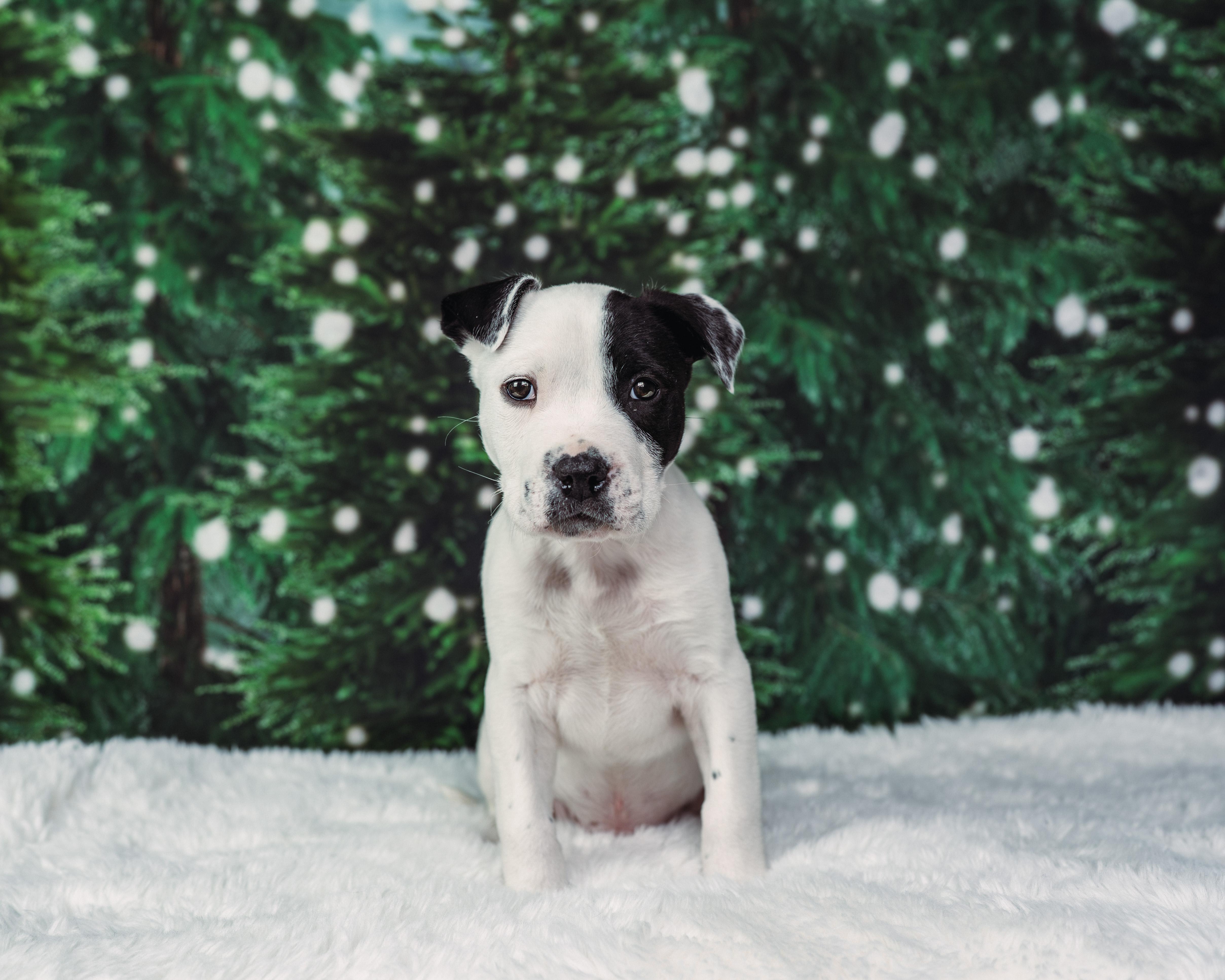 Enlarge Patch , an adoption pending mixed breed in Avon, CT image 1/5