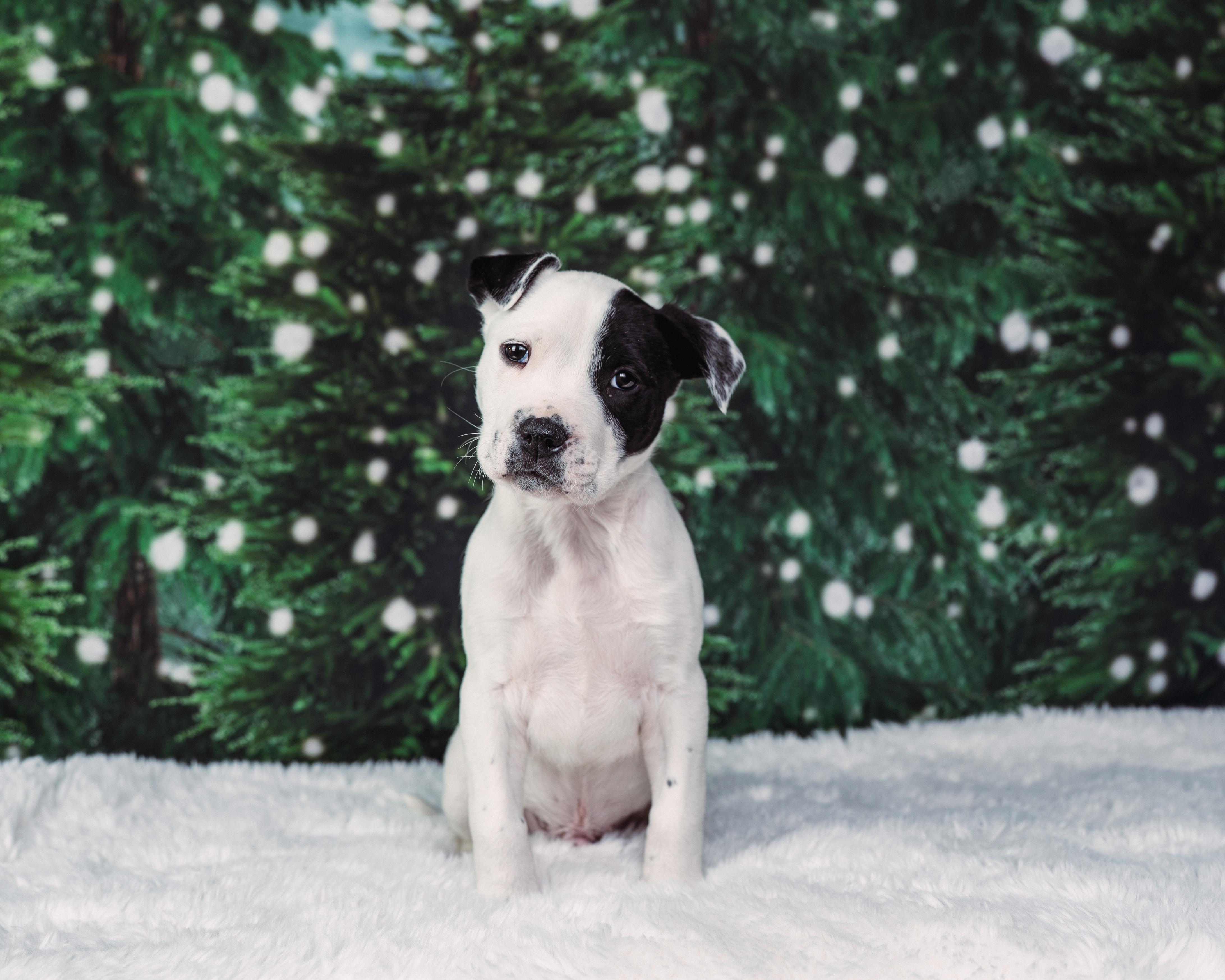 Enlarge Patch , an adoption pending mixed breed in Avon, CT image 2/5