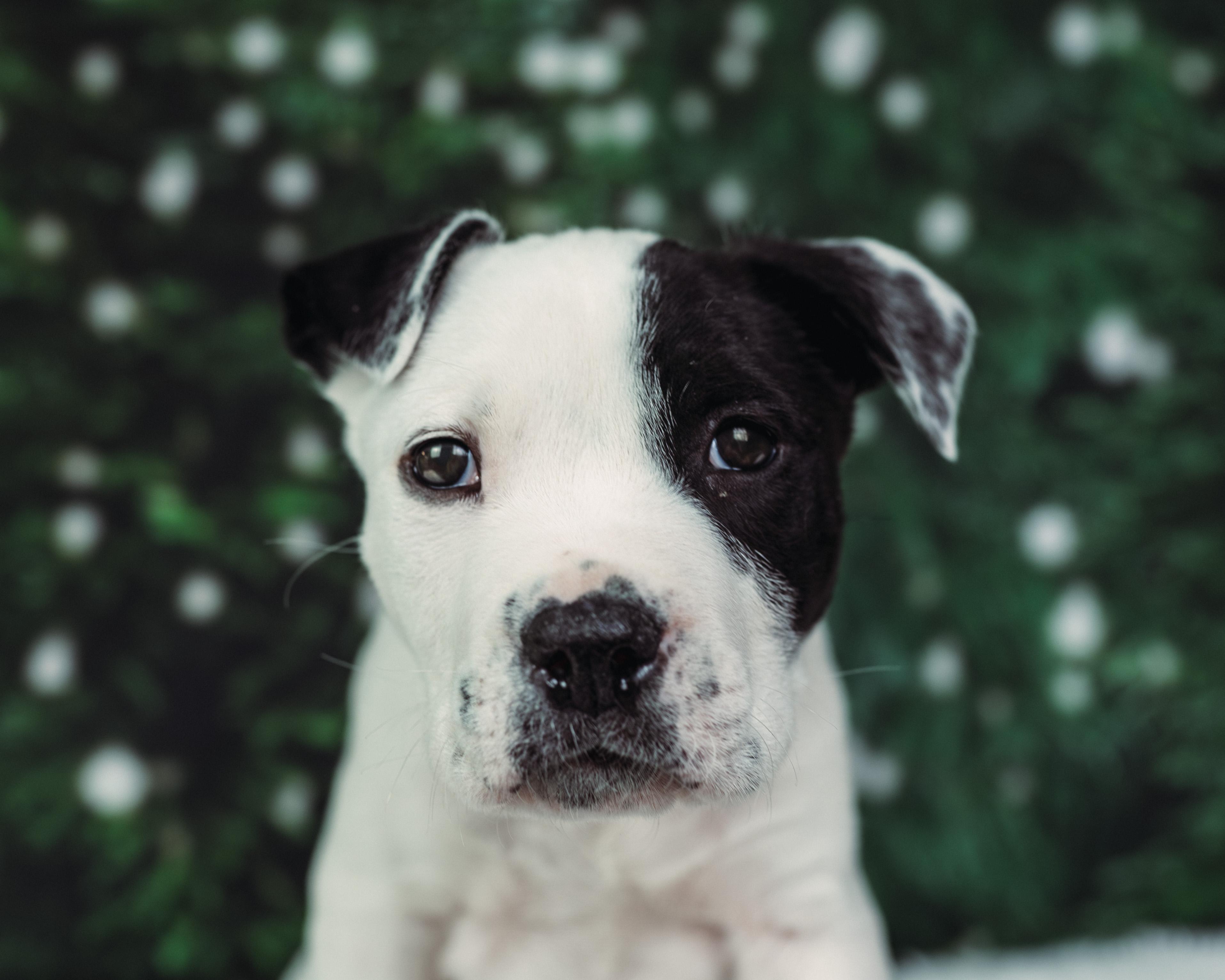 Enlarge Patch , an adoption pending mixed breed in Avon, CT image 3/5