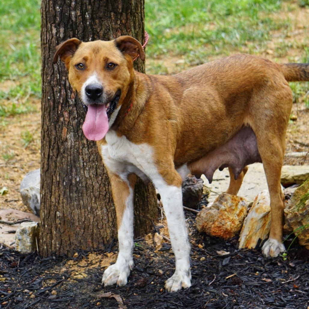 Jazzy, a Adoptable Mixed Breed in Evensville, TN image 1/2