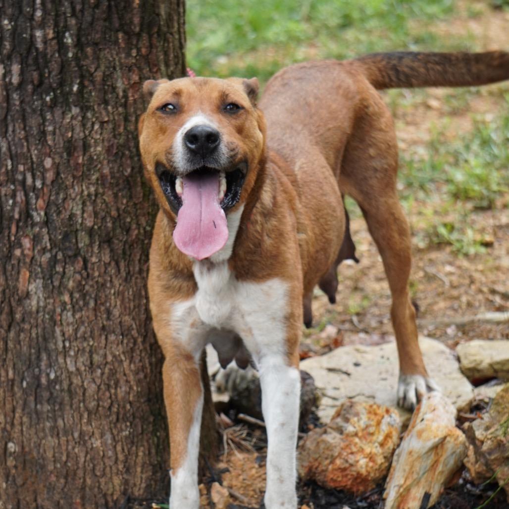 Jazzy, a Adoptable Mixed Breed in Evensville, TN image 2/2