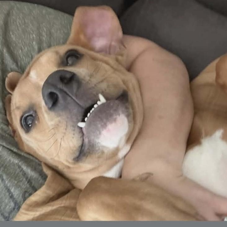 Enlarge Roo, a ADOPTABLE mixed breed in Hopkinton, MA image 3/6