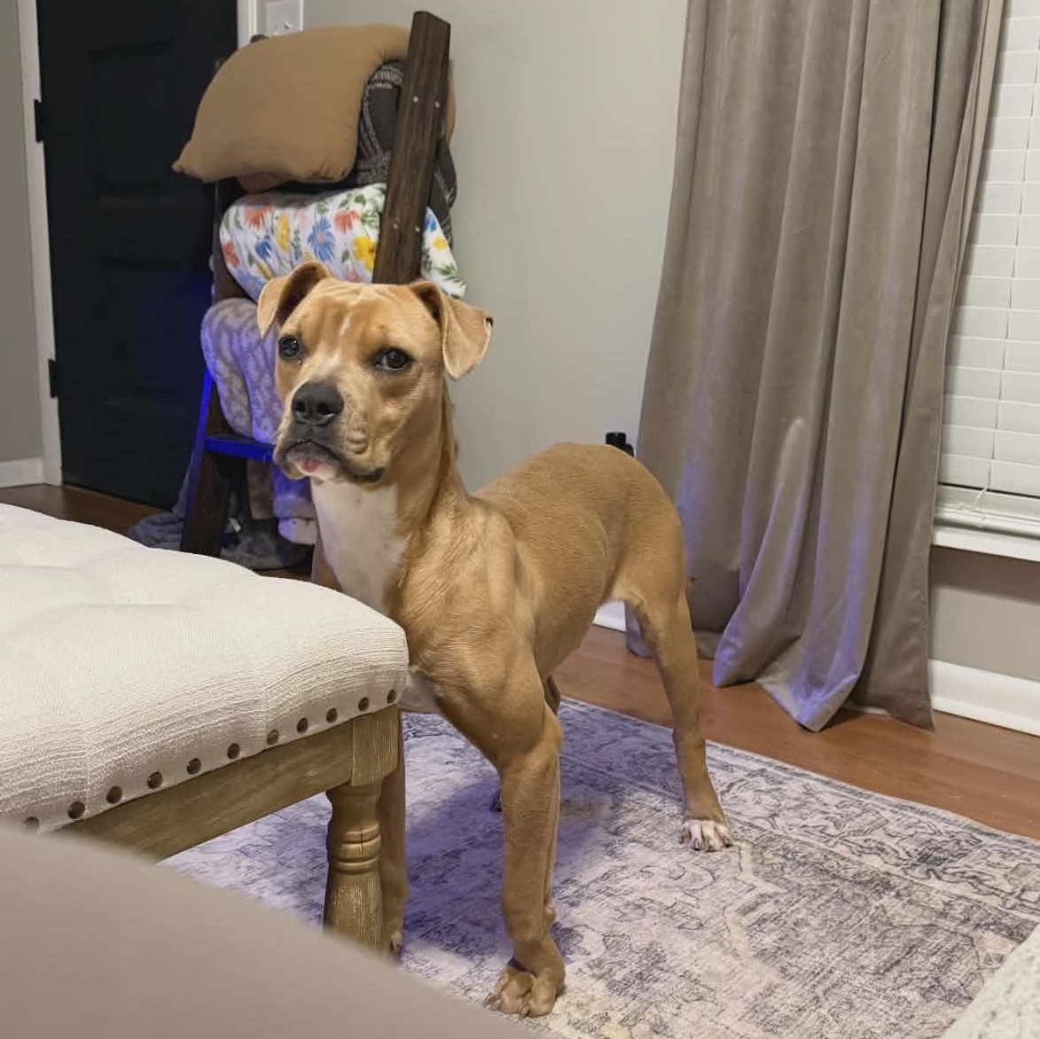 Enlarge Roo, a ADOPTABLE mixed breed in Hopkinton, MA image 6/6