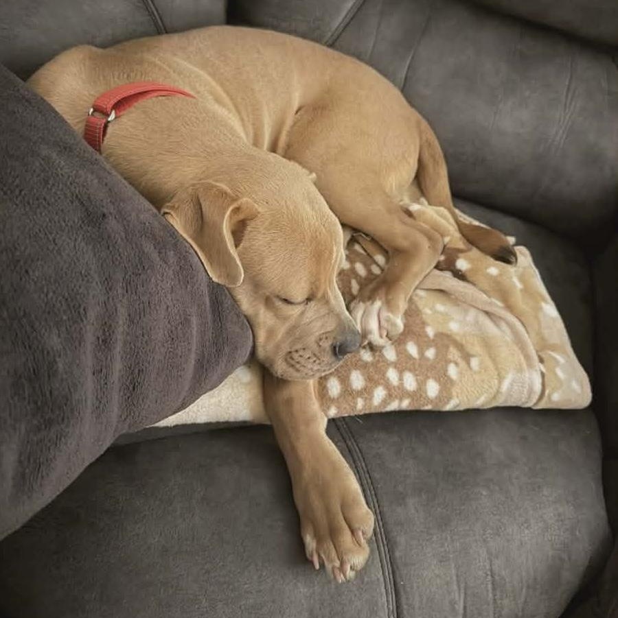 Enlarge Roo, a ADOPTABLE mixed breed in Hopkinton, MA image 4/6