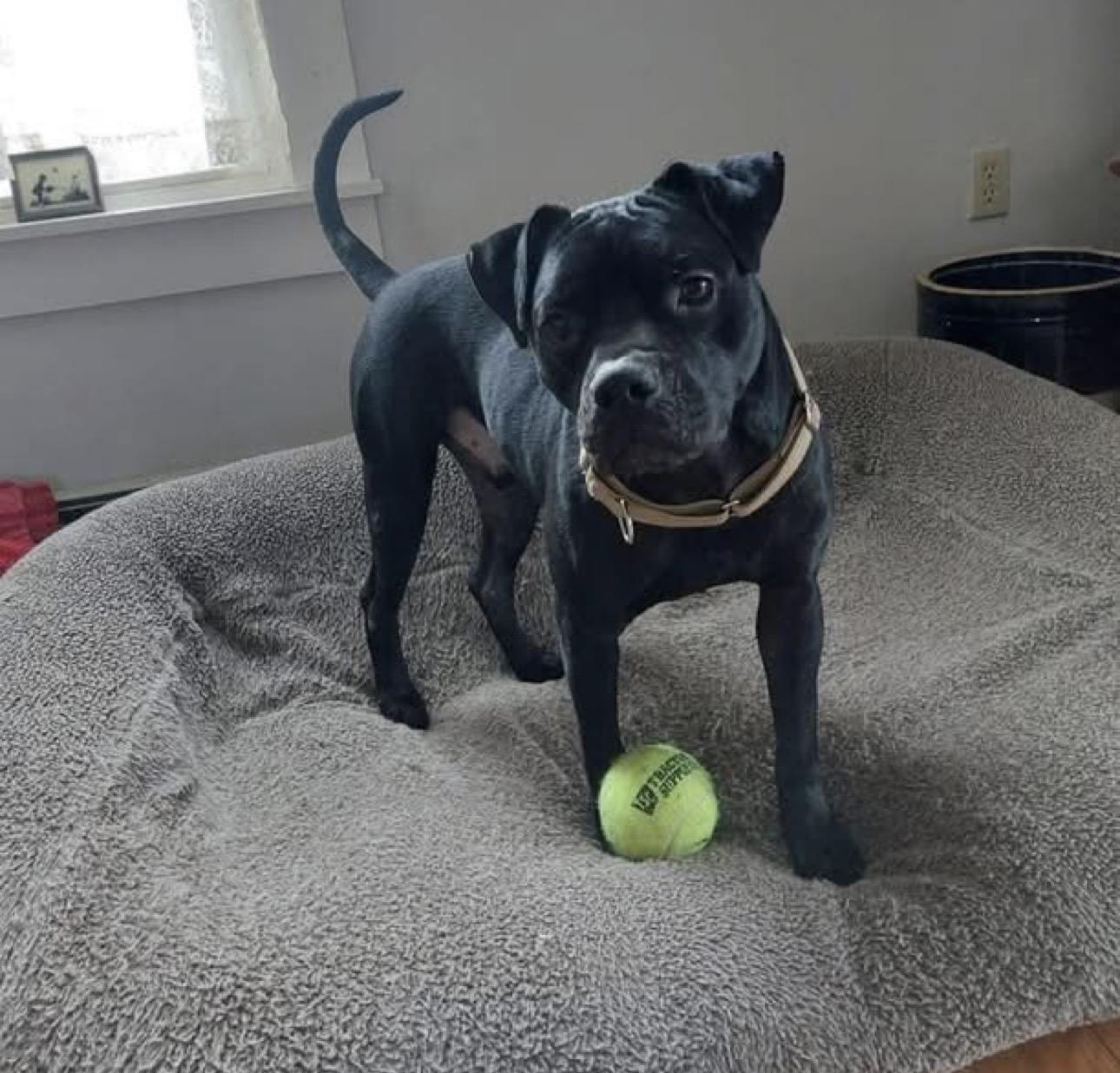 Tom Tom, ADOPTABLE, Adult Male Mixed Breed.
