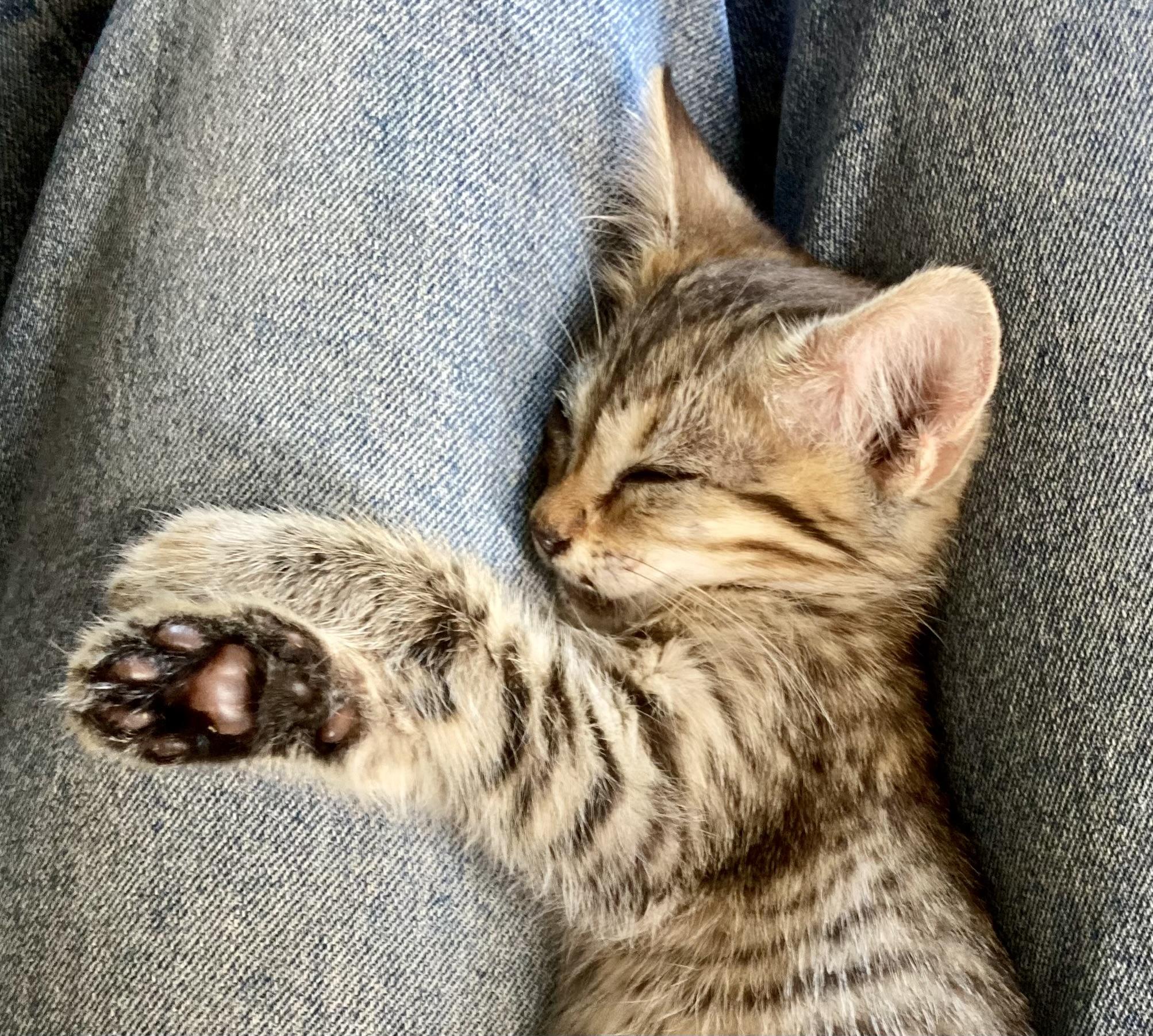 Bitsy, an adoptable Domestic Short Hair in Walla Walla, WA, 99362 | Photo Image 3