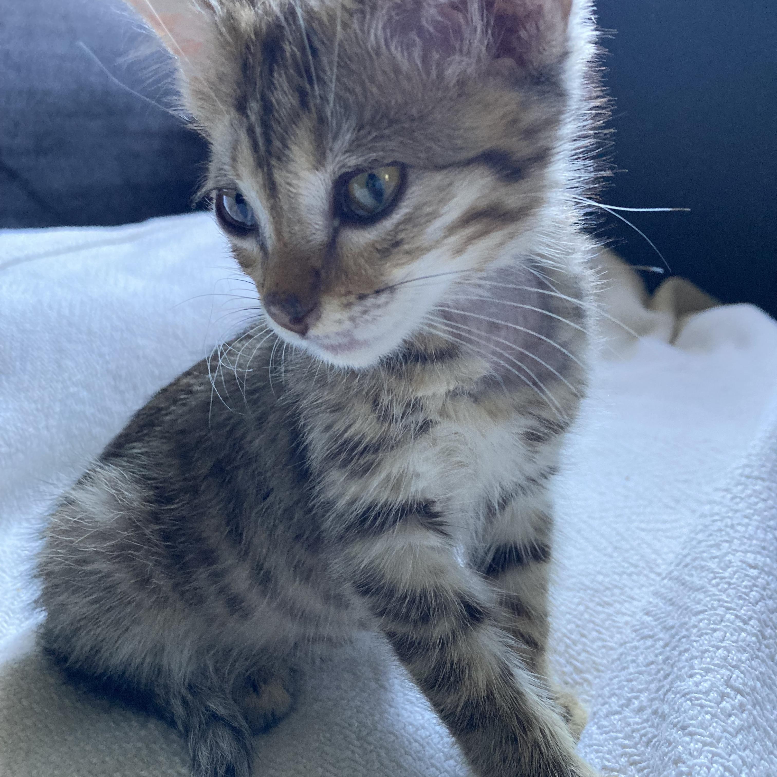 Bitsy, an adoptable Domestic Short Hair in Walla Walla, WA, 99362 | Photo Image 5