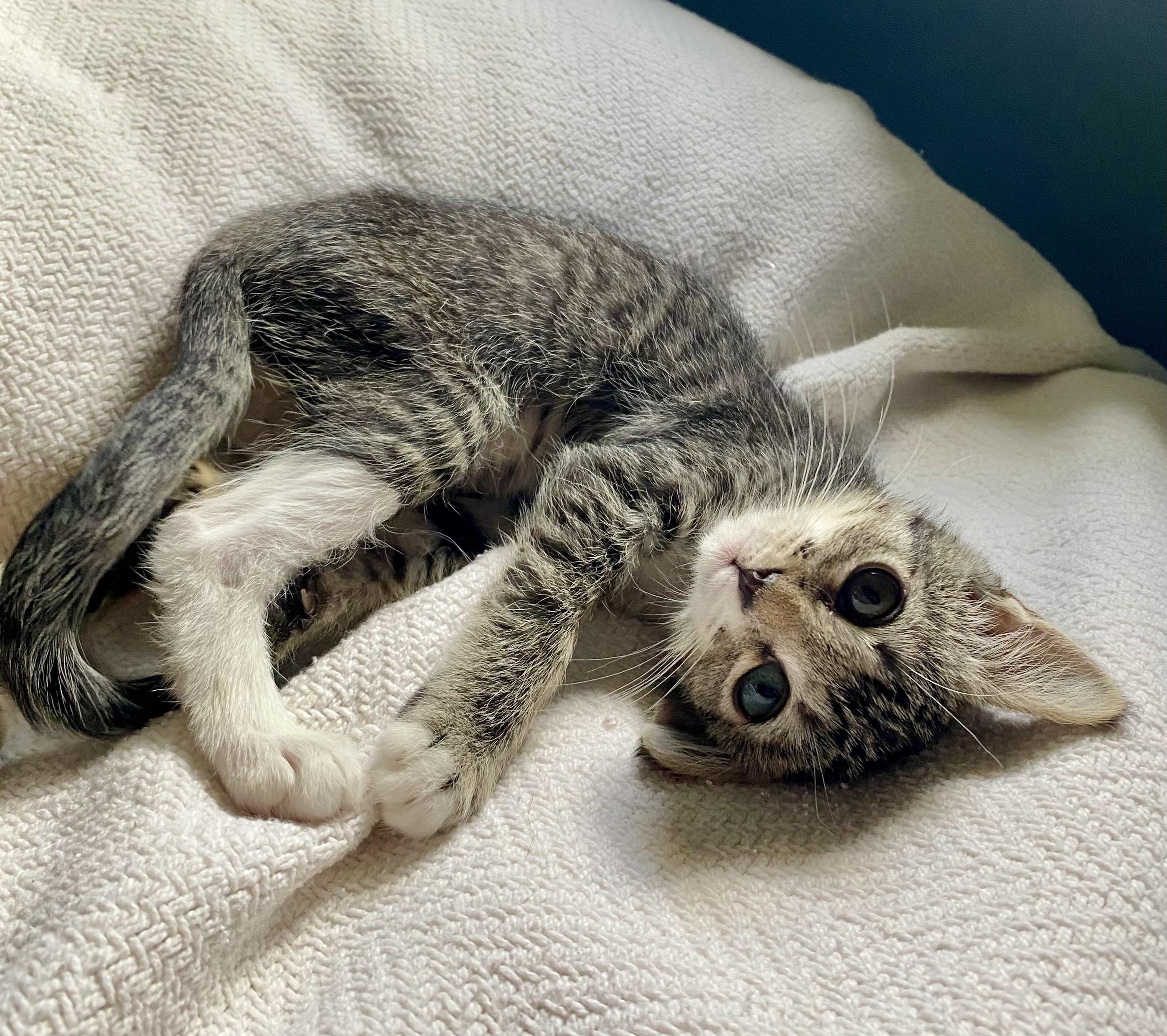 Bitsy, an adoptable Domestic Short Hair in Walla Walla, WA, 99362 | Photo Image 1