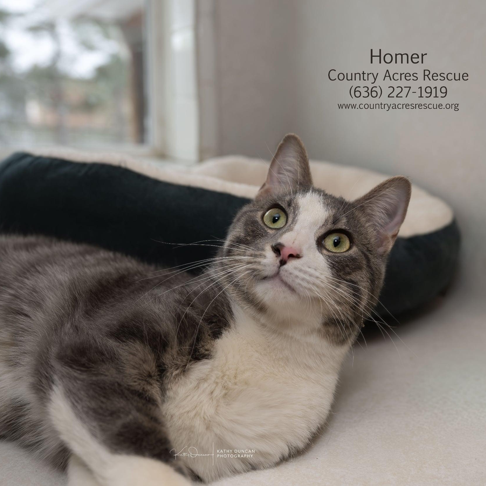 Homer, a ADOPTABLE Domestic Short Hair in Manchester, MO image 2/3