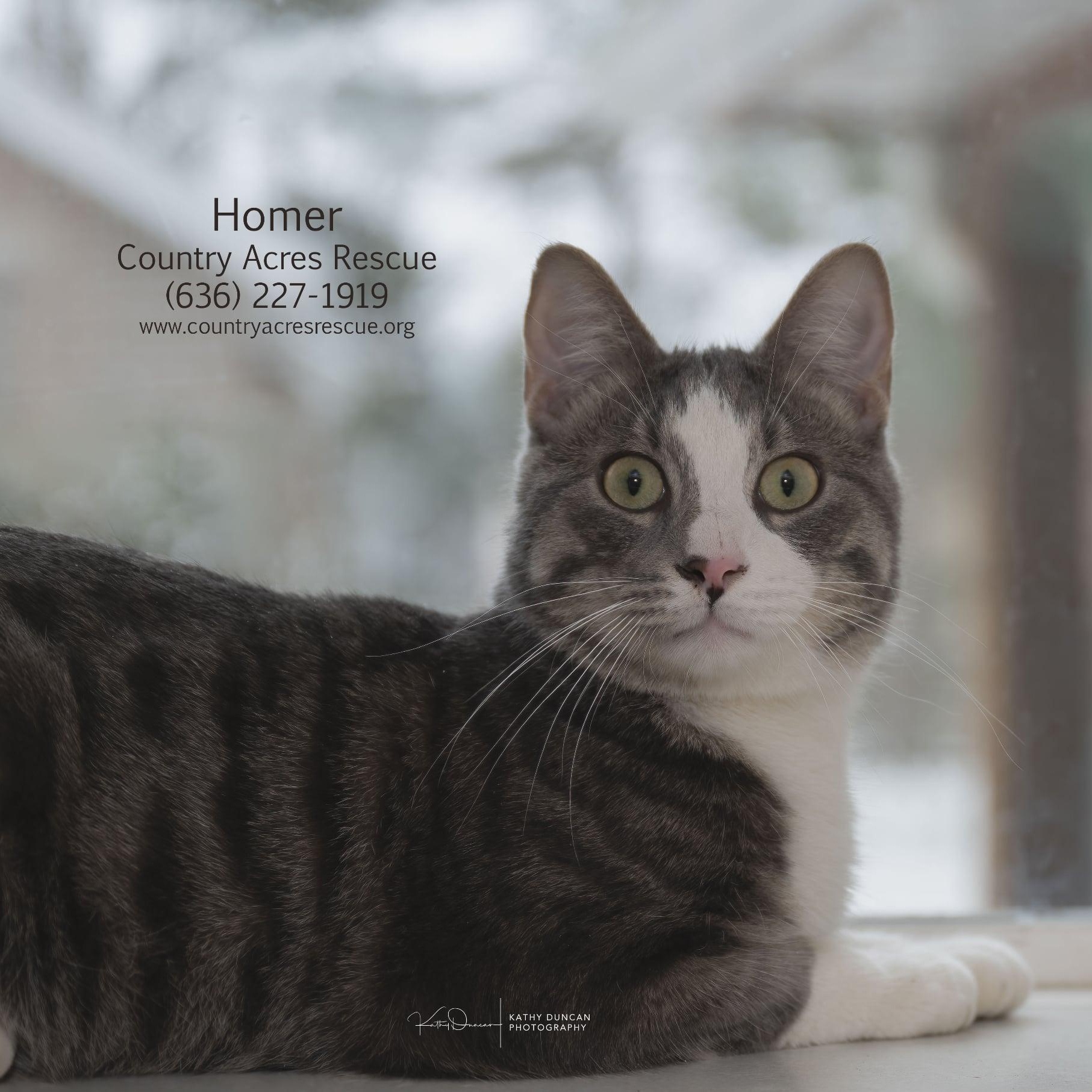 Homer, ADOPTABLE, Young Male Domestic Short Hair.