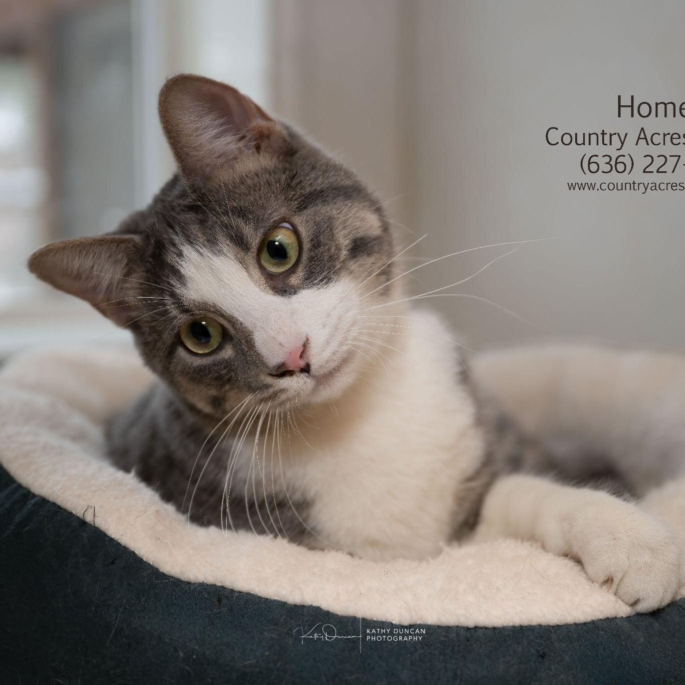 Homer, a ADOPTABLE Domestic Short Hair in Manchester, MO image 3/3
