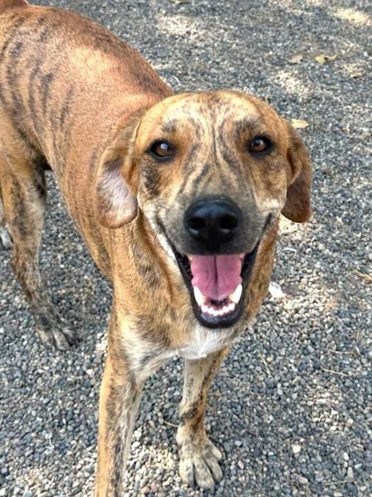 Enlarge Rex, an adopted Mixed Breed in Kelowna, BC image 1/6