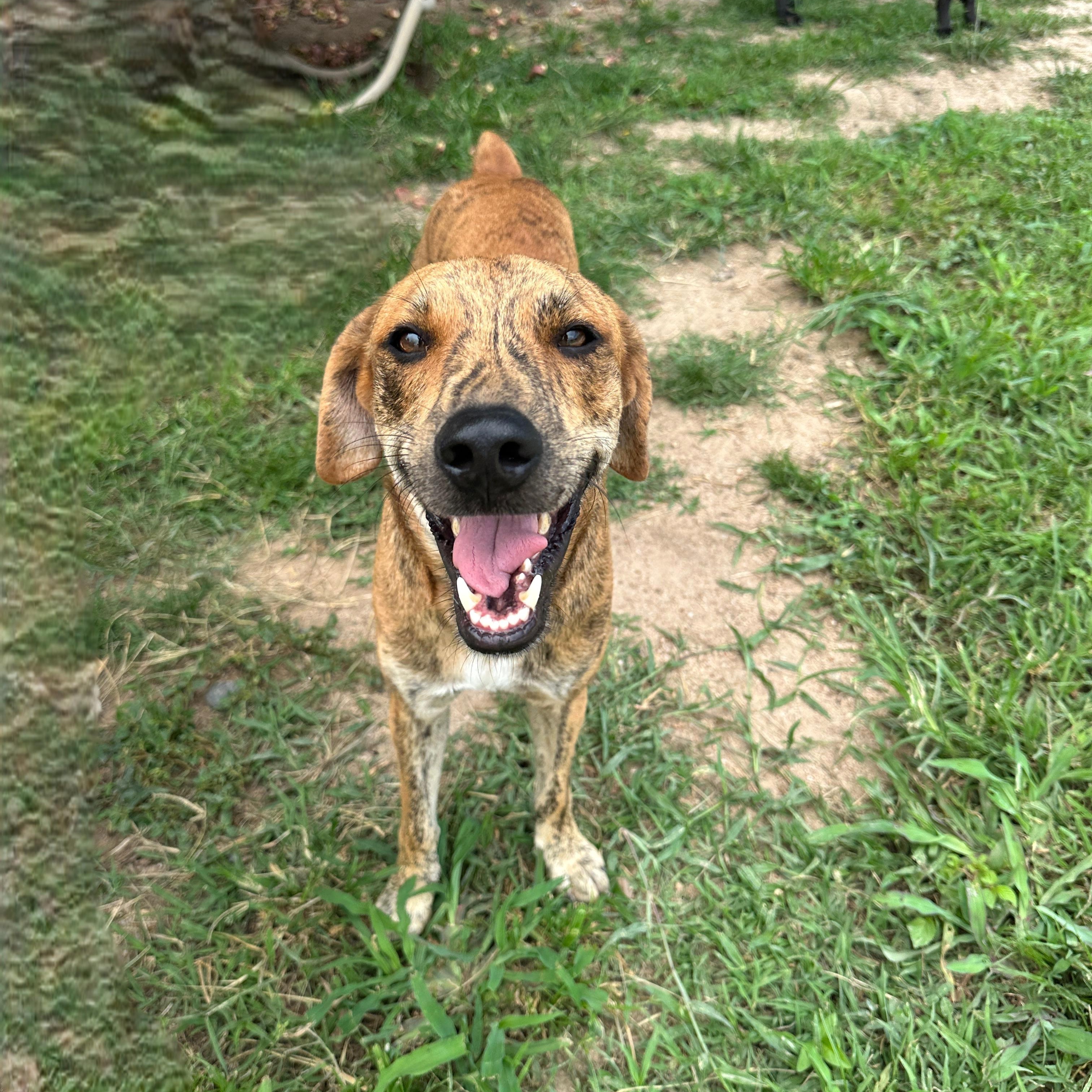 Enlarge Rex, an adopted Mixed Breed in Kelowna, BC image 4/6