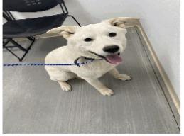 Enlarge Queenie, a Adoptable mixed breed in Pahrump, NV image 1/2