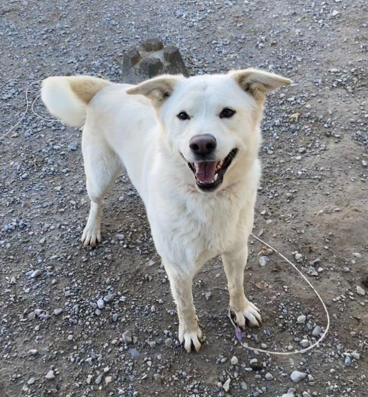 Enlarge Queenie, a Adoptable mixed breed in Pahrump, NV image 2/2