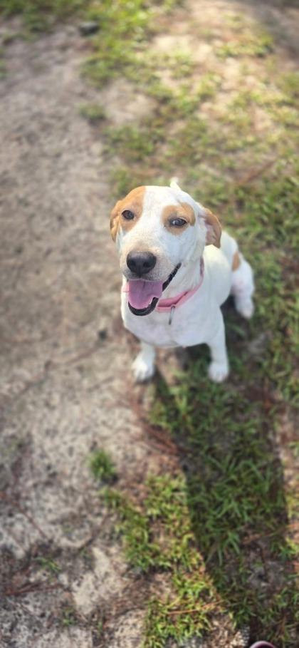 Enlarge 06943B Fawn - Adoption Ambassador, a Adoptable mixed breed in North Charleston, SC image 1/1