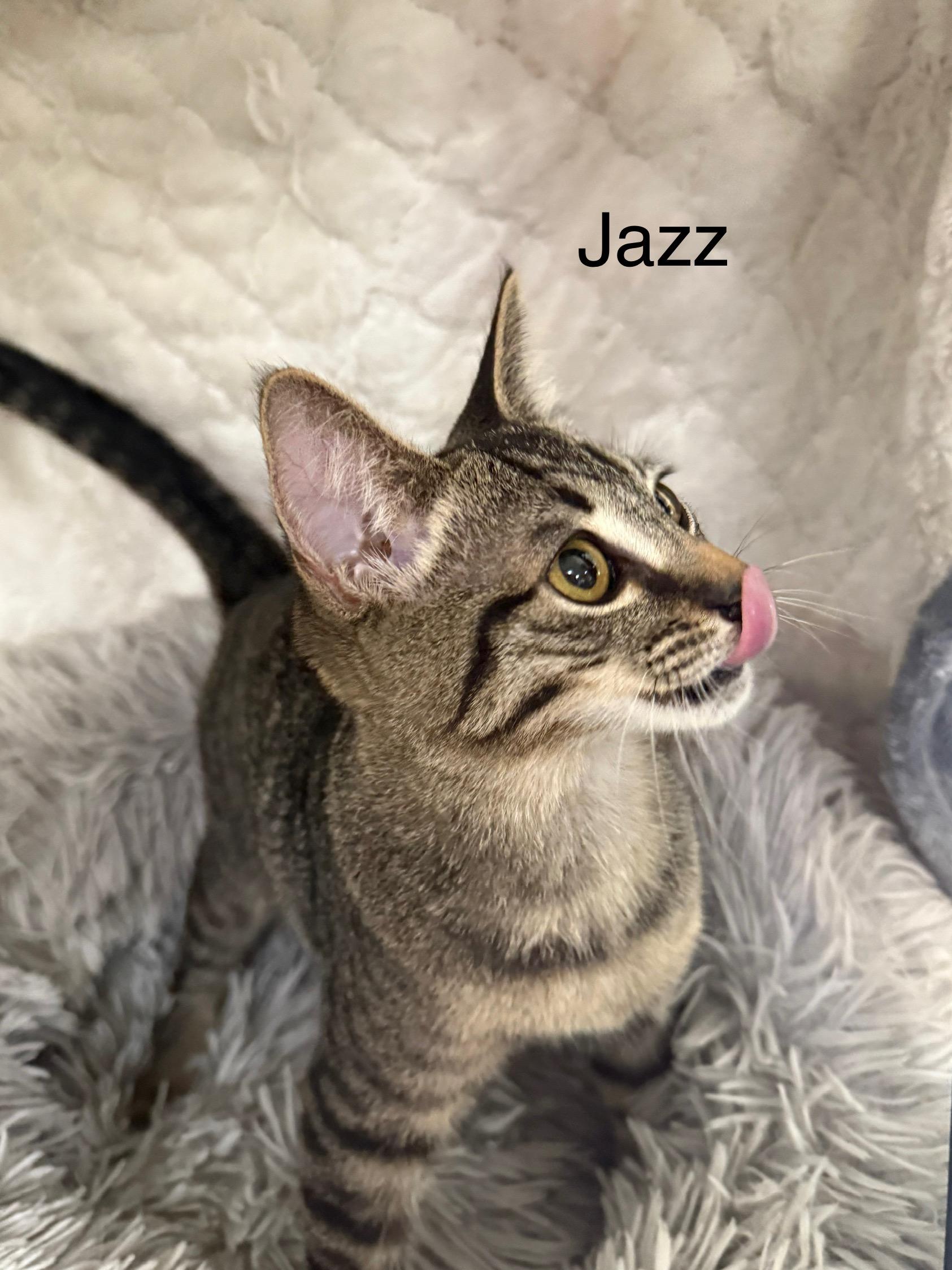 Jazz, Adoptable, Young Male Domestic Short Hair.