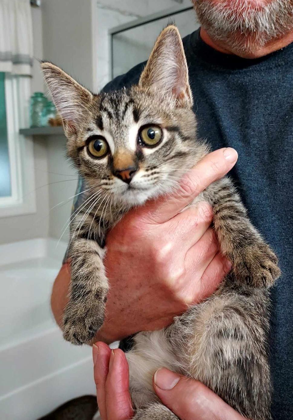 Enlarge Jazz, a Adoptable mixed breed in Columbus, GA image 2/2