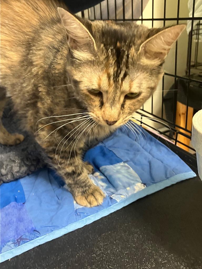 Enlarge Josie ll, a Adoptable mixed breed in Lunenburg, MA image 3/4