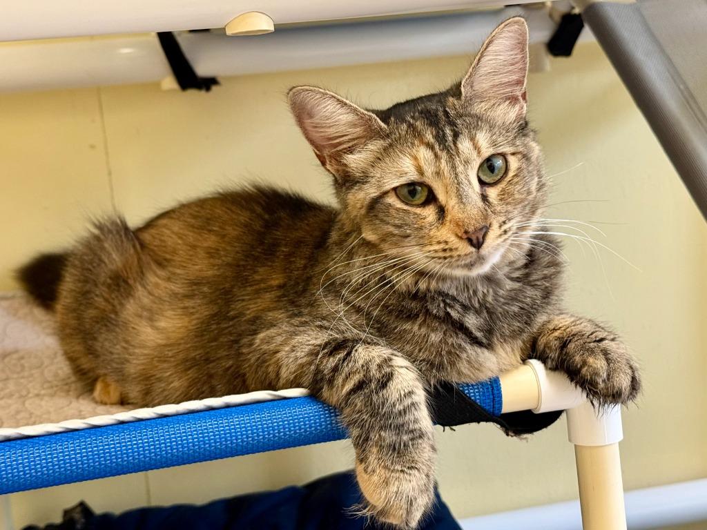 Josie ll, Adoptable, Young Female Domestic Short Hair.