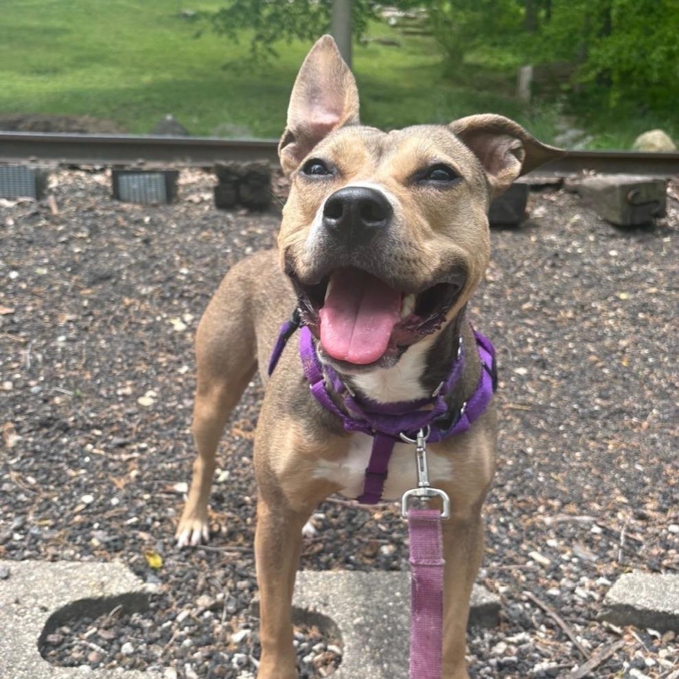Evangeline, Adoptable, Adult Female American Staffordshire Terrier & Pit Bull Terrier.
