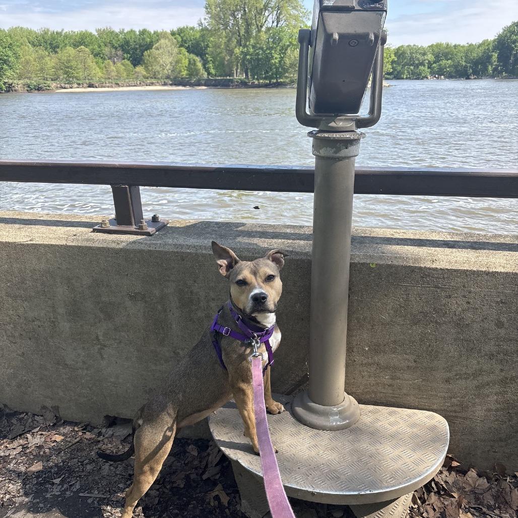 Enlarge Evangeline, a Adoptable mixed breed in South Elgin, IL image 2/6