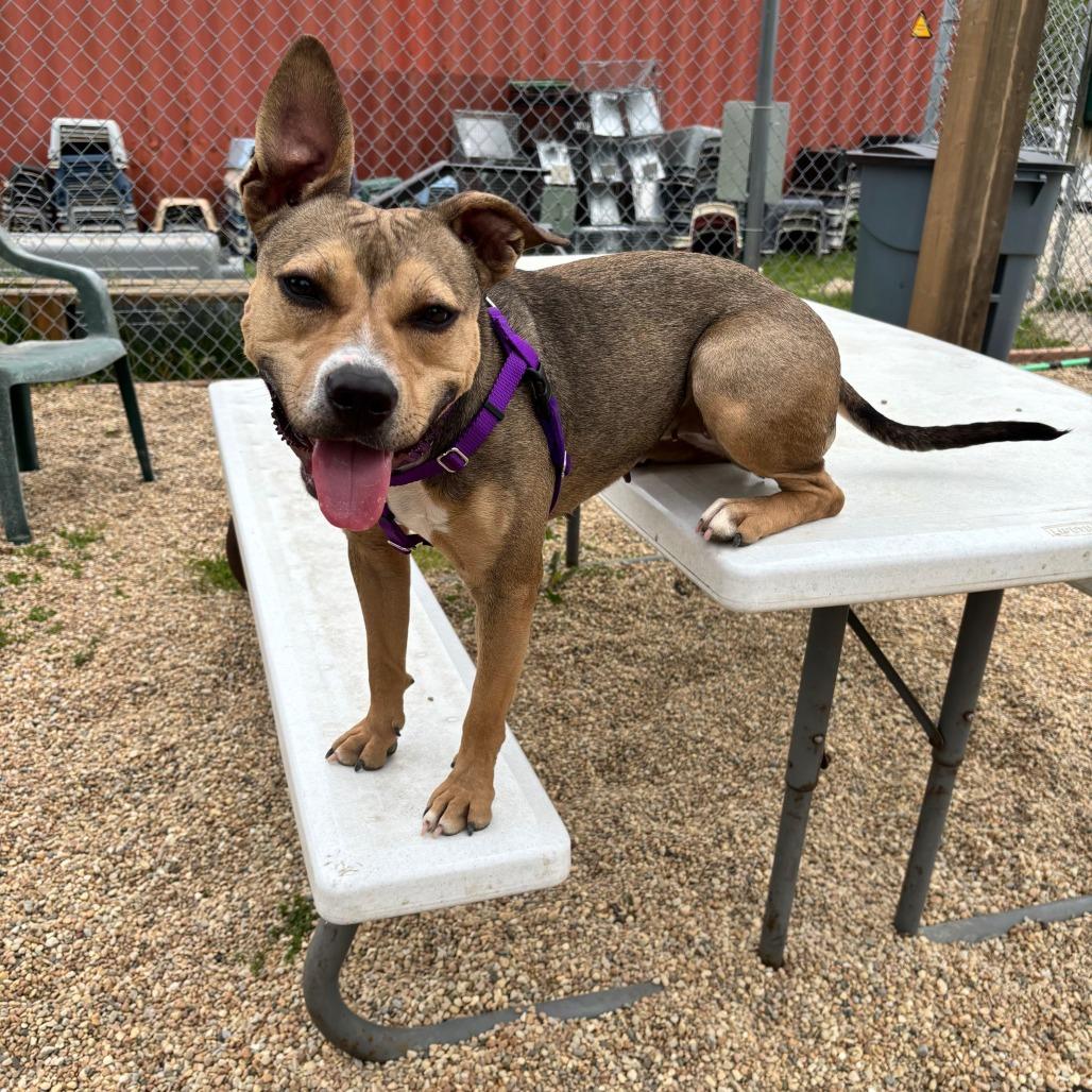 Enlarge Evangeline, a Adoptable mixed breed in South Elgin, IL image 3/6