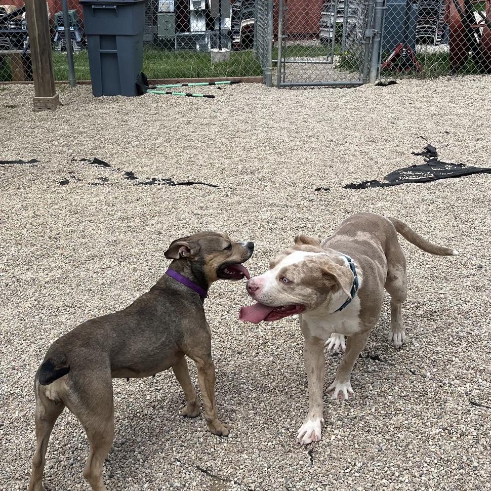 Enlarge Evangeline, a Adoptable mixed breed in South Elgin, IL image 4/6