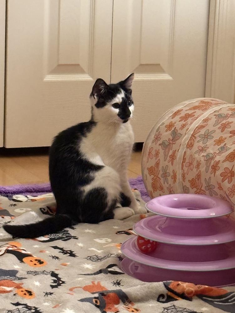 Bacon, Adoptable, Young Male Domestic Short Hair.