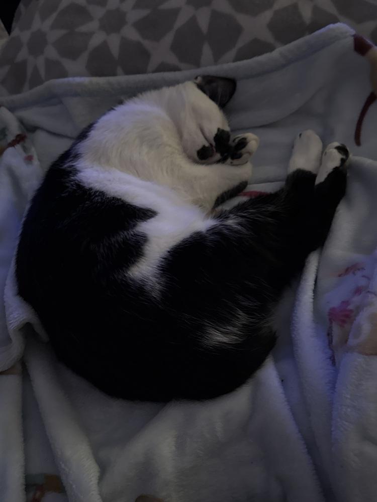 Bacon, a Adoptable mixed breed in Brandon, FL image 2/2