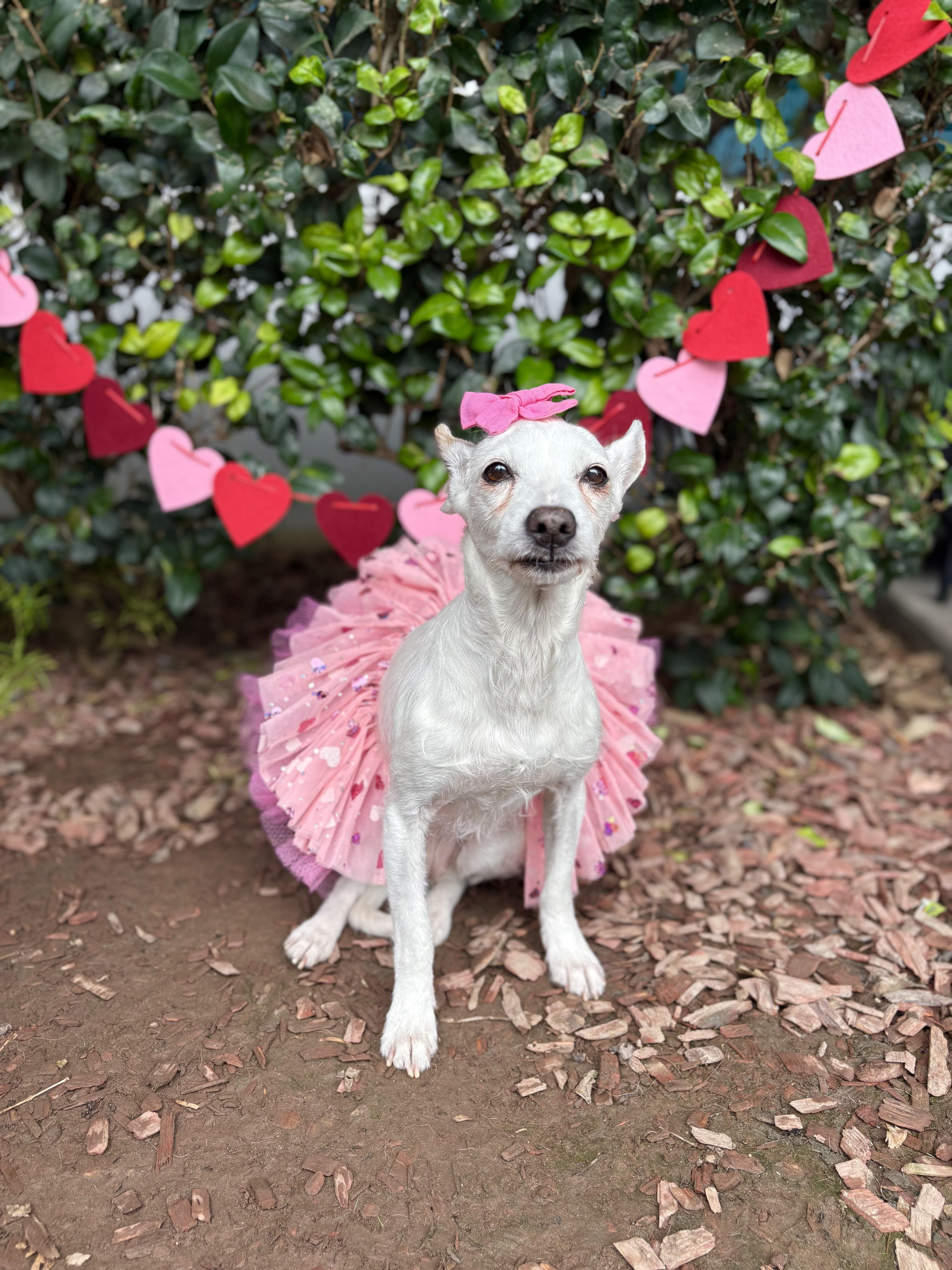 Clara, a Adoptable mixed breed in South El Monte, CA image 1/5