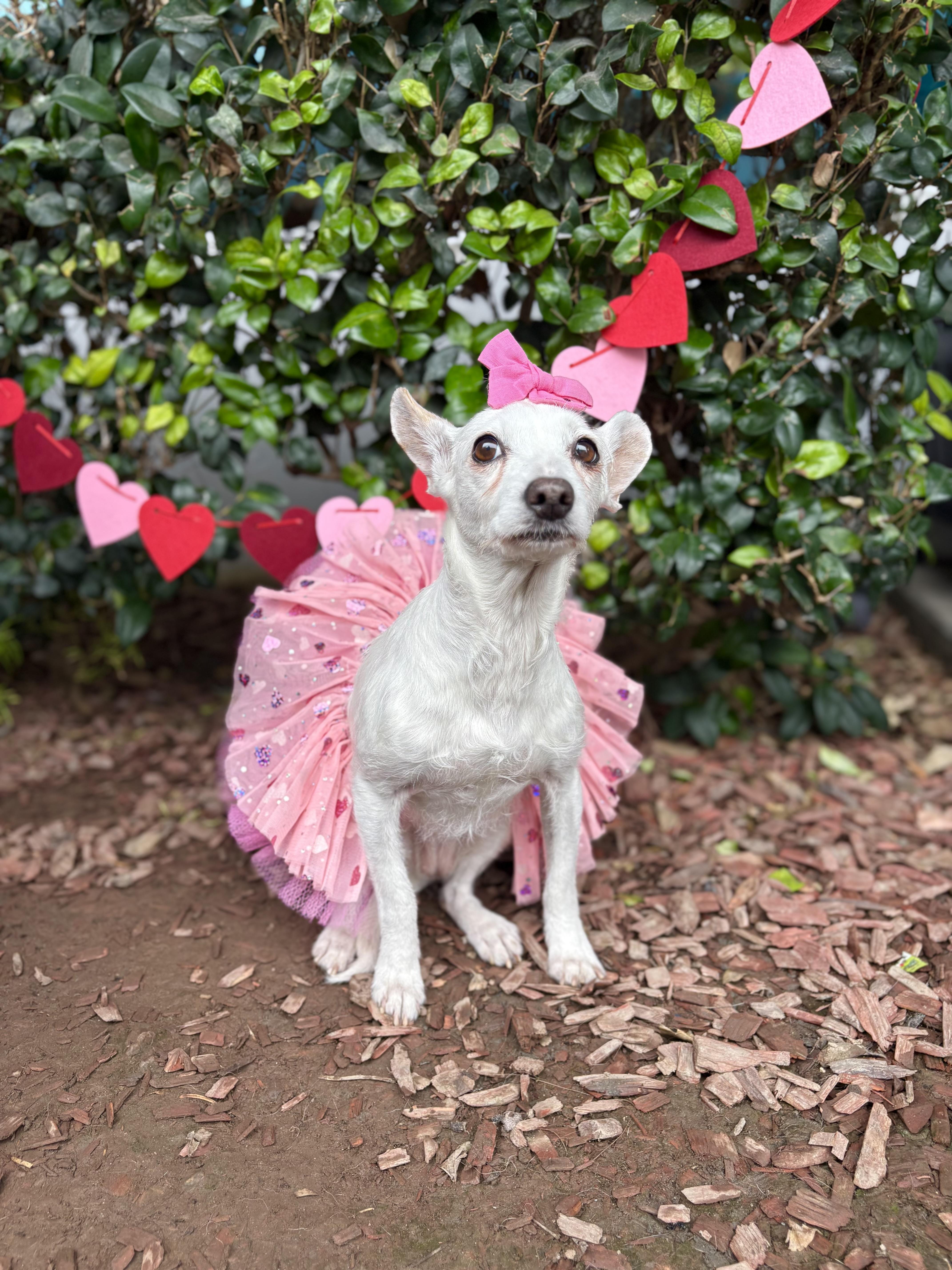 Clara, a Adoptable mixed breed in South El Monte, CA image 2/5