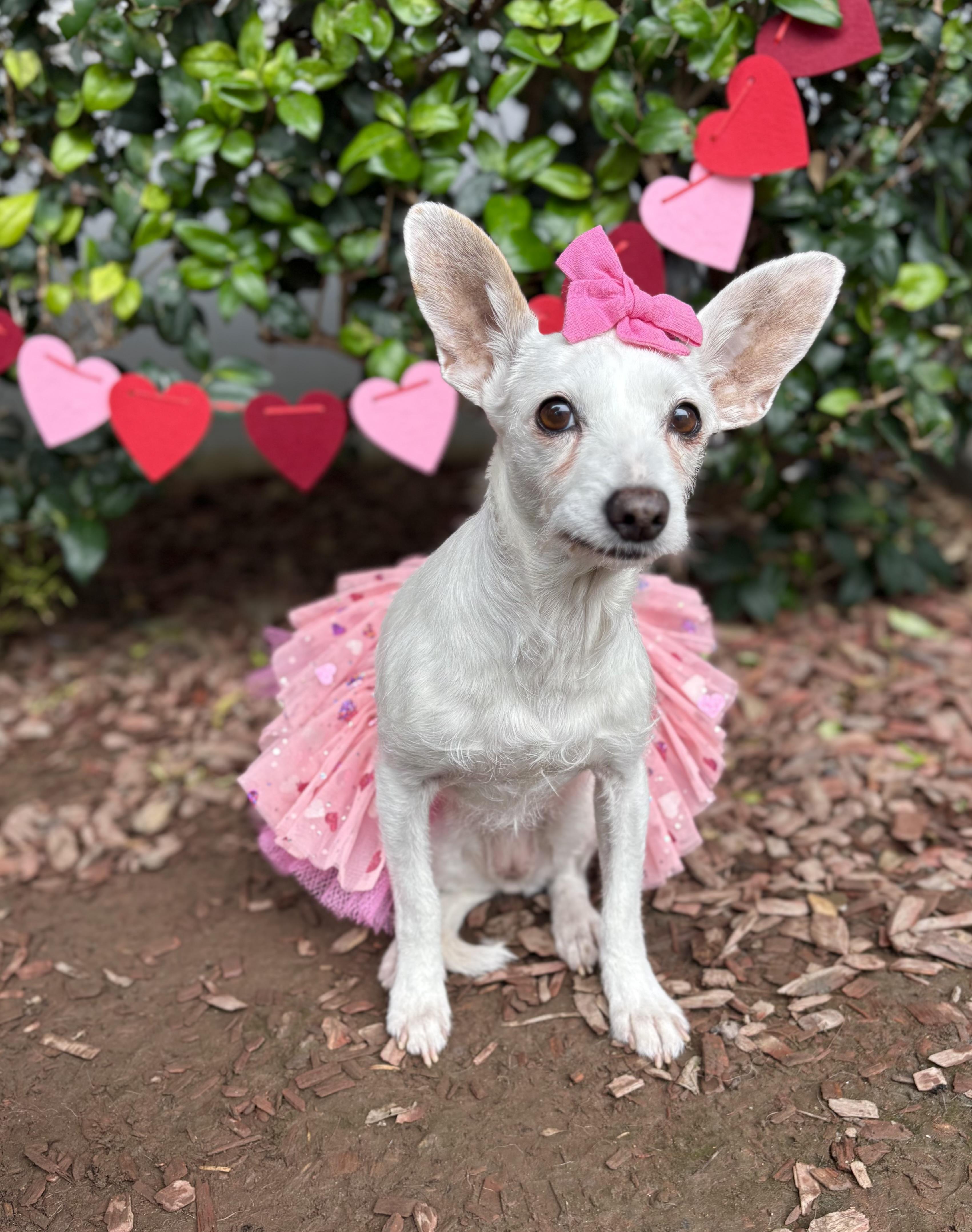 Clara, a Adoptable mixed breed in South El Monte, CA image 3/5