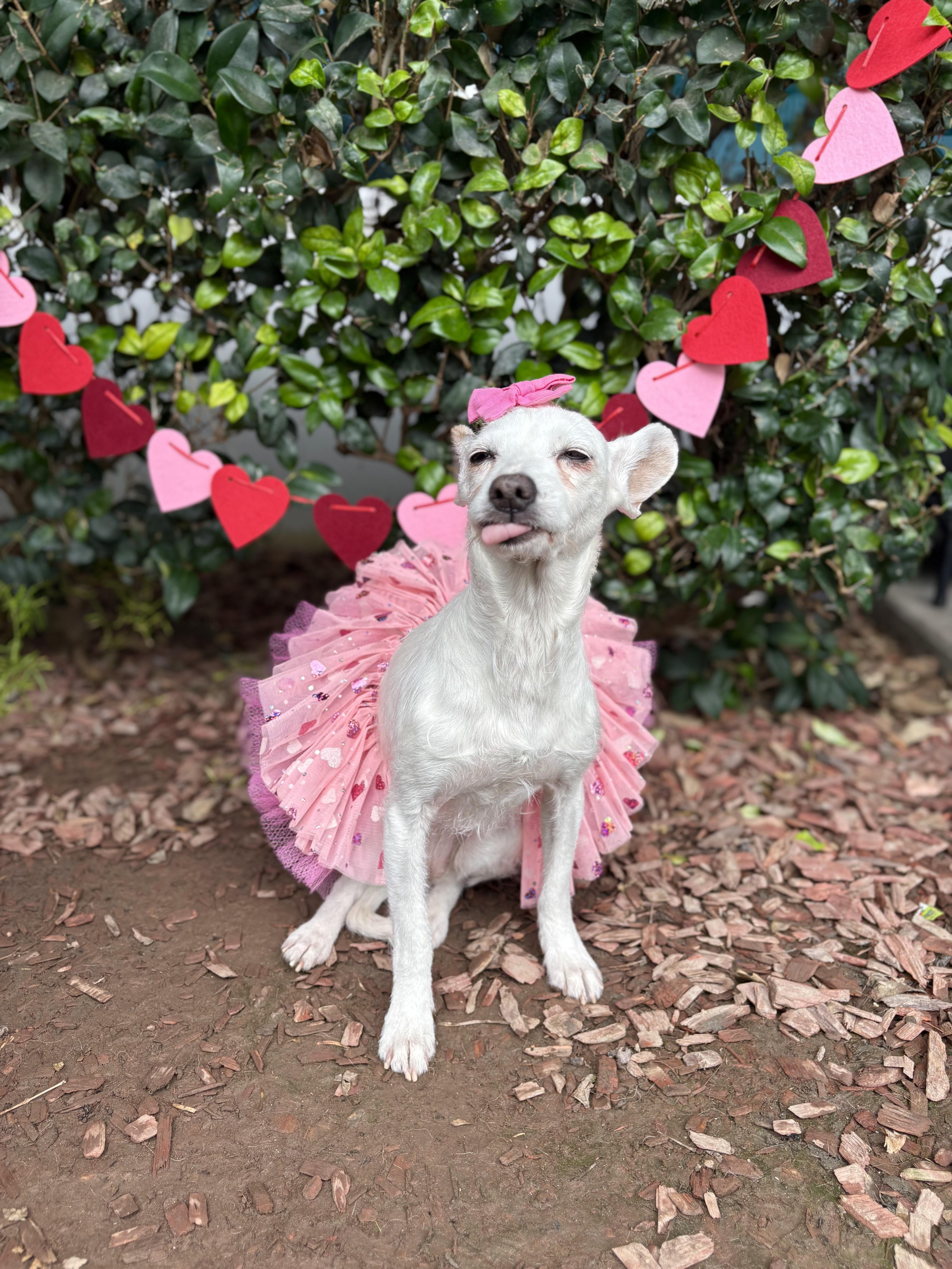 Clara, a Adoptable mixed breed in South El Monte, CA image 4/5