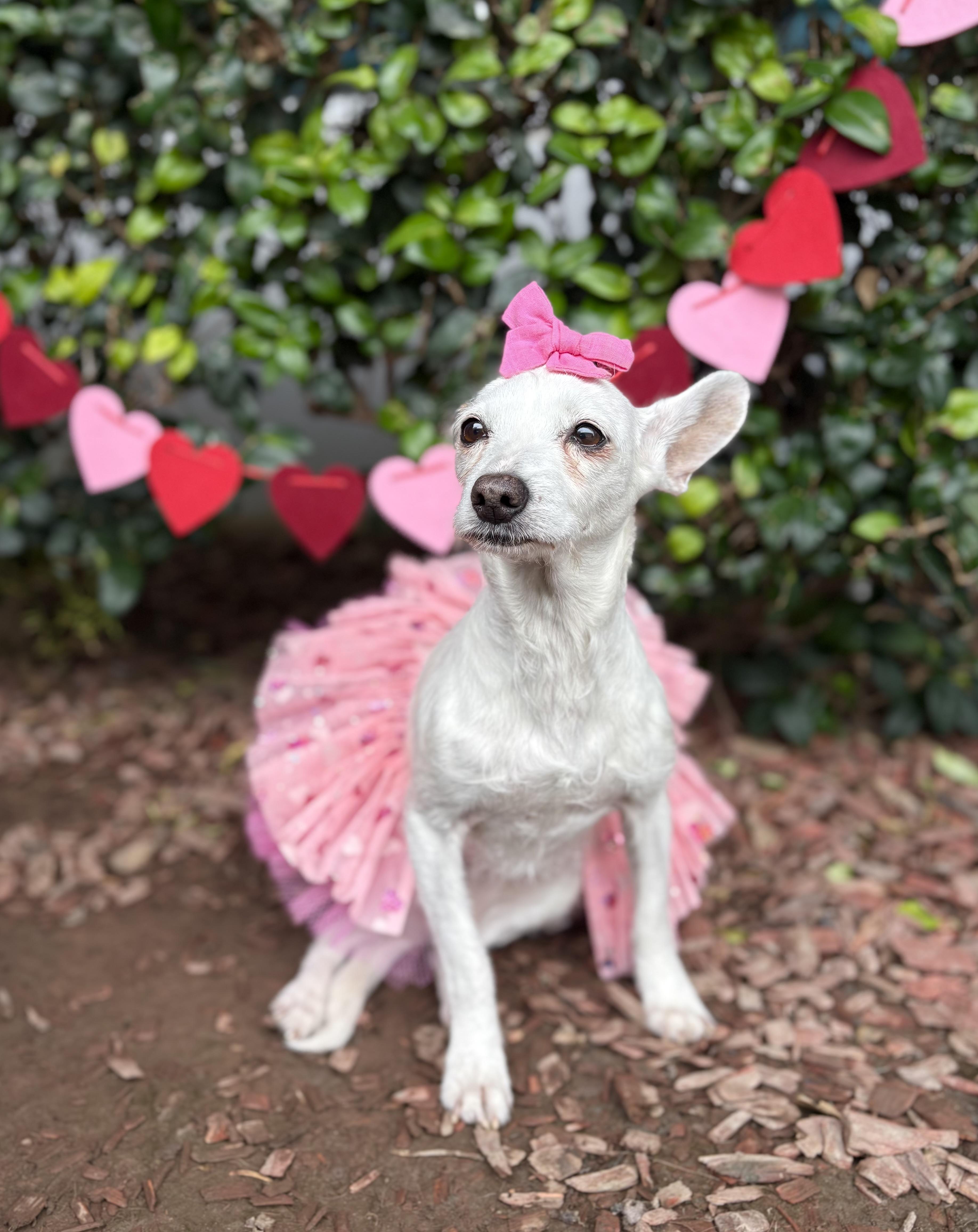 Clara, a Adoptable mixed breed in South El Monte, CA image 5/5