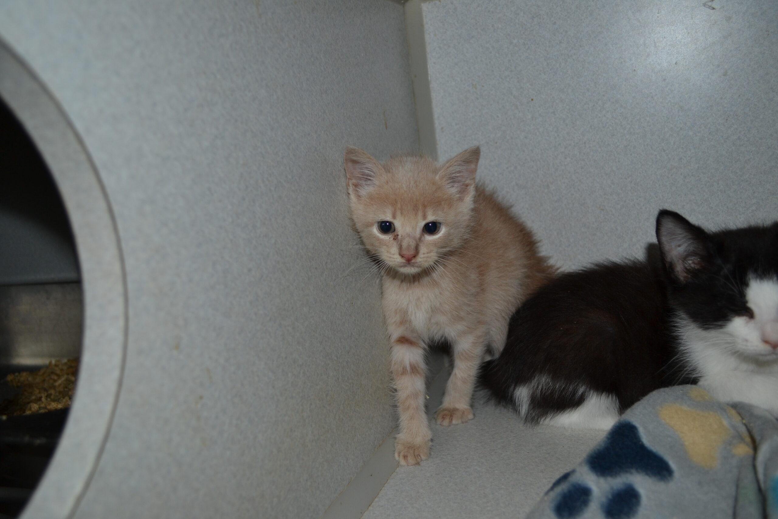 Enlarge Sunshine, a Adoptable Domestic Short Hair in Jackson, LA image 1/1