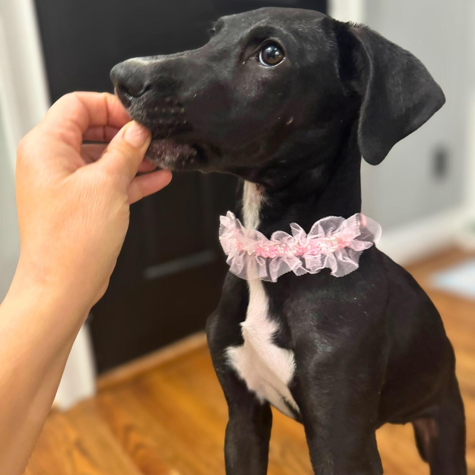 Paula, a ADOPTABLE mixed breed in Baltimore, MD image 5/6