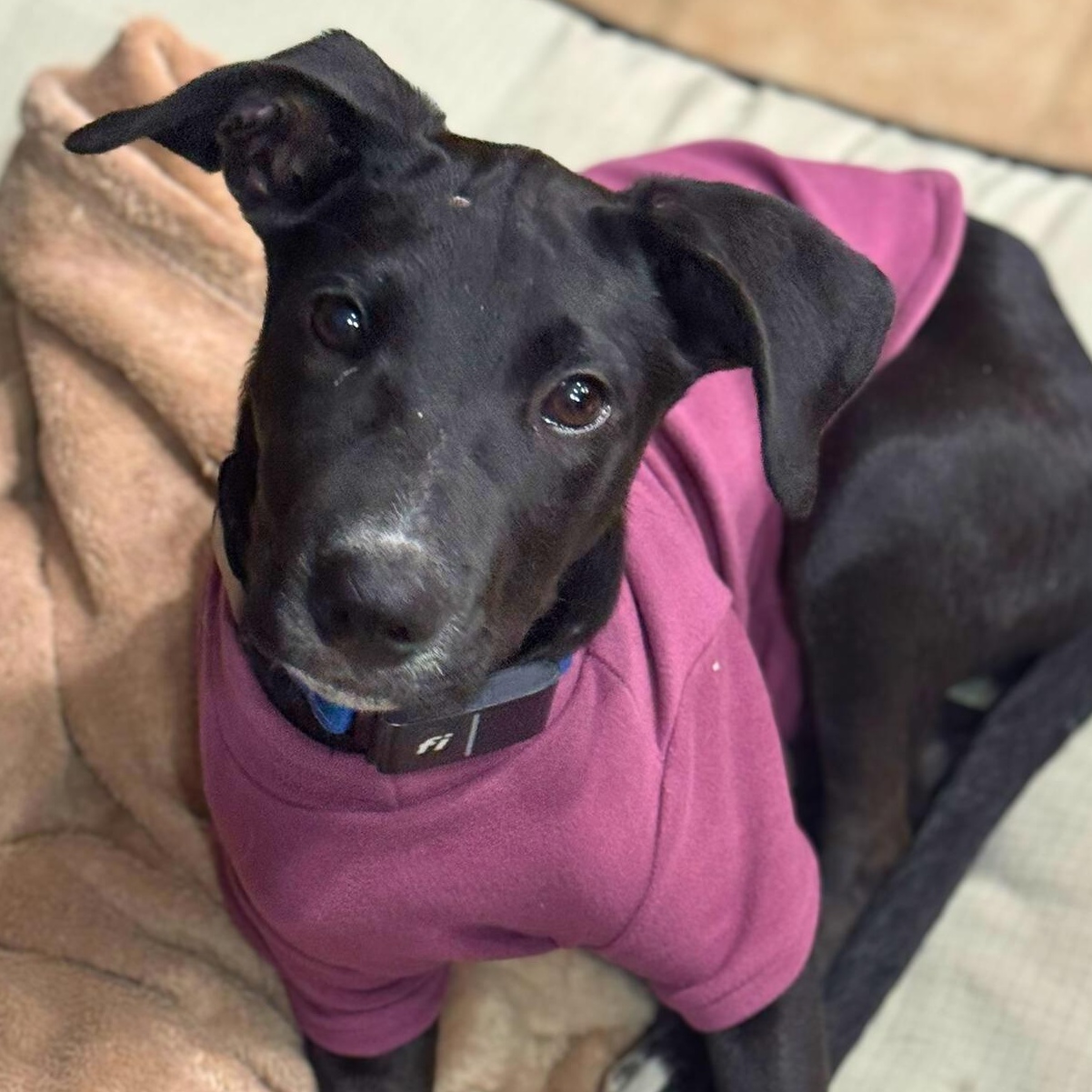 Paula, a ADOPTABLE mixed breed in Baltimore, MD image 3/6