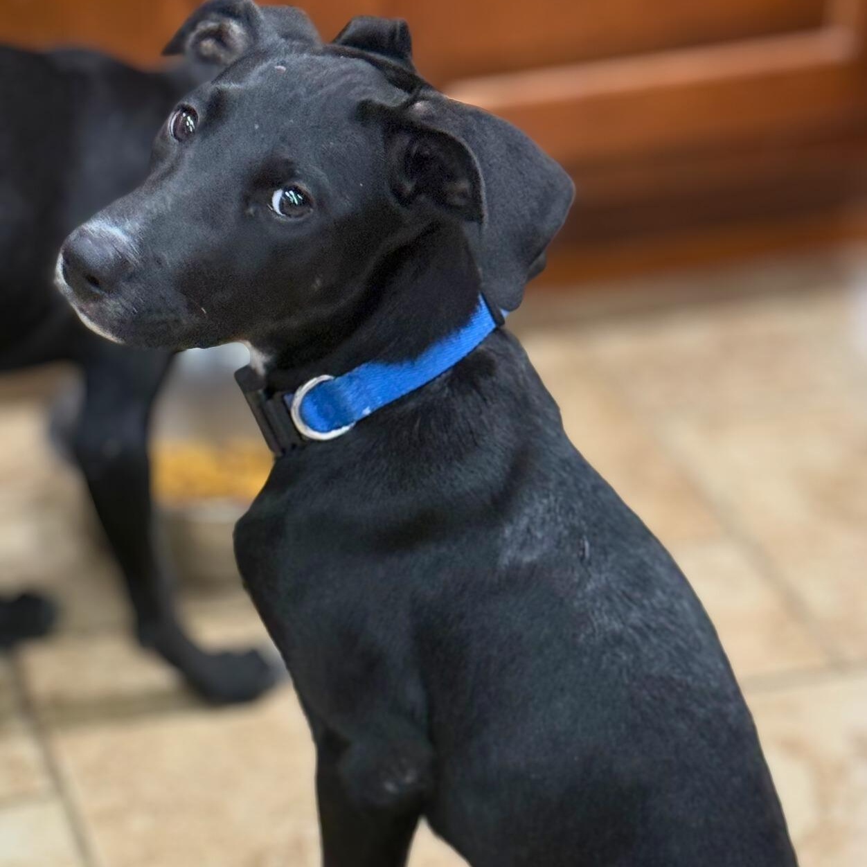 Paula, a ADOPTABLE mixed breed in Baltimore, MD image 4/6