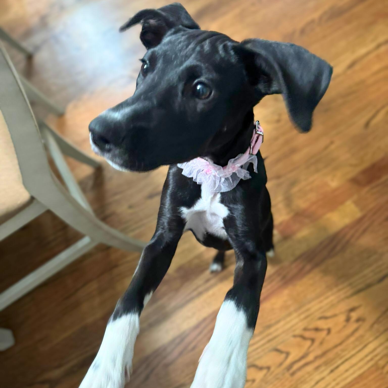 Paula, a ADOPTABLE mixed breed in Baltimore, MD image 1/6