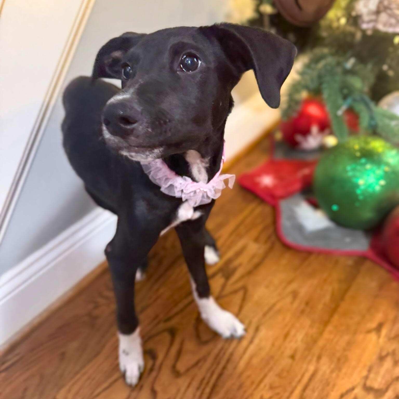 Paula, a ADOPTABLE mixed breed in Baltimore, MD image 2/6