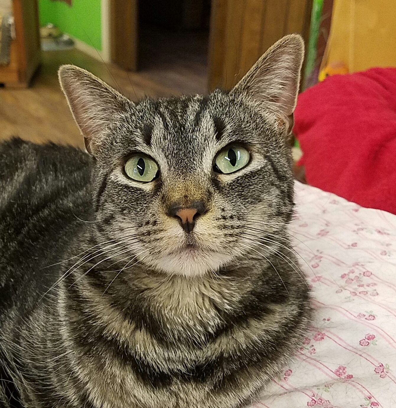 Taylor Swift, Adoptable, Senior Female Domestic Medium Hair & Tabby.