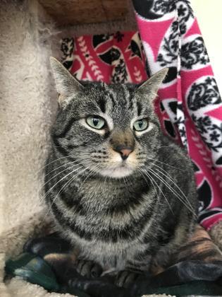 Enlarge Taylor Swift, a Adoptable mixed breed in Mountain Center, CA image 3/8