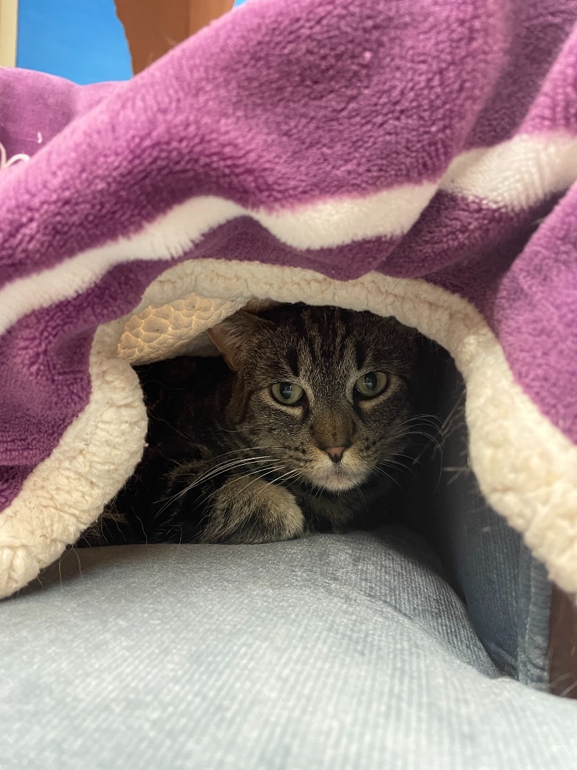 Enlarge Taylor Swift, a Adoptable mixed breed in Mountain Center, CA image 4/8